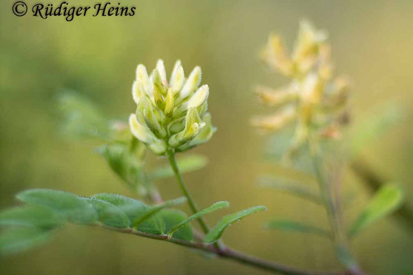 Astragalus glycyphyllos (Bärenschote)