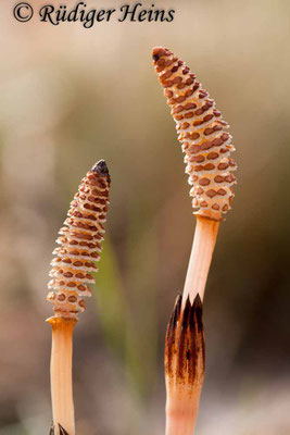 Equisetum arvense (Acker-Schachtelhalm), 27.4.2008