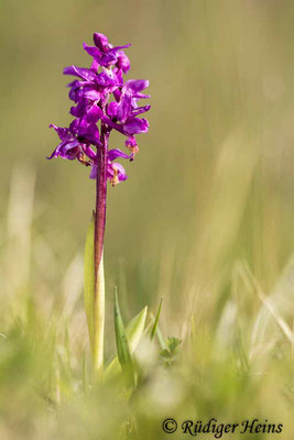 Orchis mascula (Männliches Knabenkraut), 29.4.2024