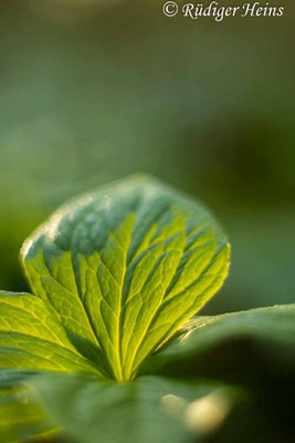 Paris quadrifolia (Vierblättrige Einbeere)