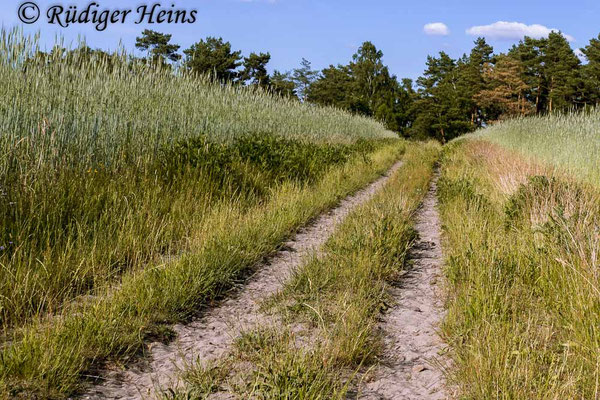 Dysmachus trigonus (Säbel-Raubfliege) Habitat