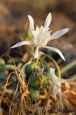 Pancratium maritimum (Dünen-Trichternarzisse oder Strandlilie)