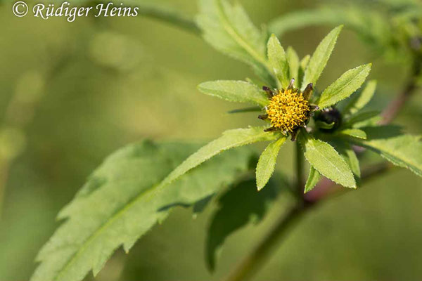 Bidens tripartita (Dreiteiliger Zweizahn), 24.8.2021