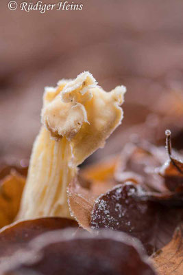 Helvella crispa (Herbst-Lorchel), 26.12.2020