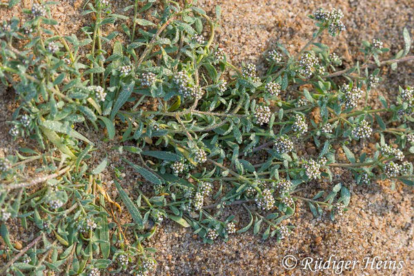 Corrigiola litoralis (Gemeiner Hirschsprung), 20.8.2024