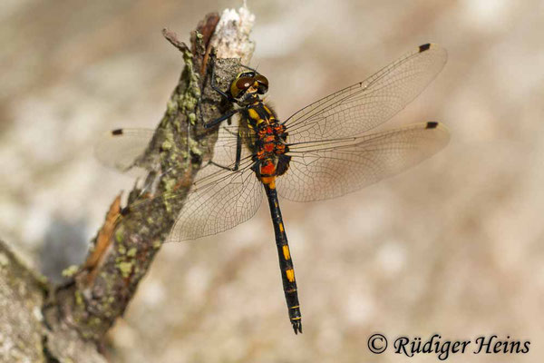 Leucorrhinia dubia (Kleine Moosjungfer) Männchen, 23.6.2012