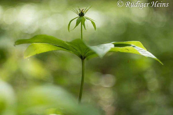 Paris quadrifolia (Vierblättrige Einbeere) Blüte, 25.5.2021 - Helios 44-2 58mm f/2