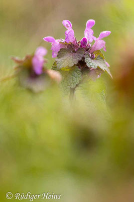 Lamium purpureum (Purpurrote Taubnessel), 28.3.2023