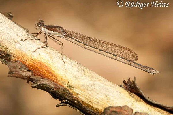 Sympecma fusca (Gemeine Winterlibelle) Weibchen, 17.4.2010