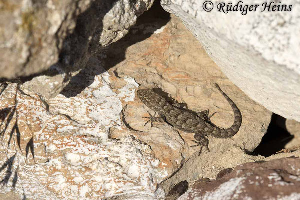 Mediodactylus kotschyi (Ägäischer Nacktfinger), 13.5.2024