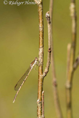 Gemeine Winterlibelle (Sympecma fusca) Männchen, 28.10.2022 - Makroobjektiv 180mm f/3.5