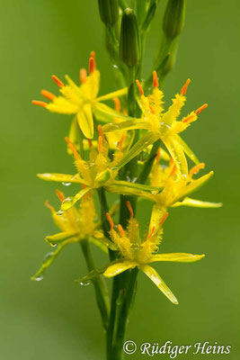 Narthecium ossifragum (Moorlilie, Beinbrech), 5.7.2014