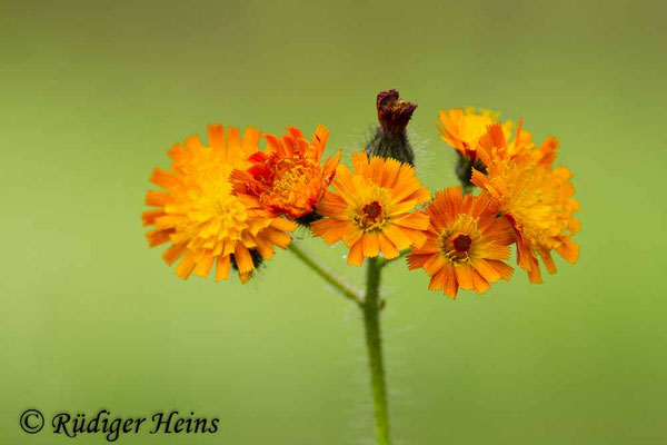Hieracium aurantiacum (Orangerotes Habichtskraut), 6.6.2017