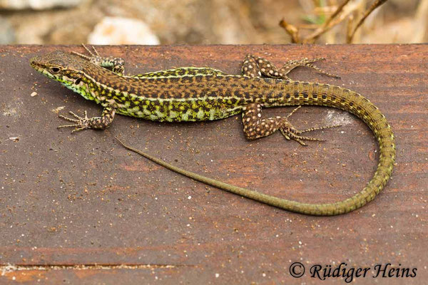 Podarcis tiliguerta (Tyrrhenische Mauereidechse)