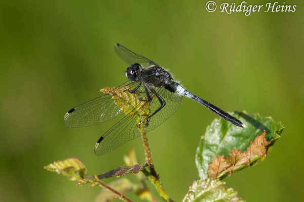 Leucorrhinia albifrons (Östliche Moosjungfer) Männchen, 17.7.2018