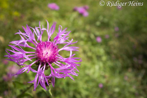Wiesen-Flockenblume (Centaurea jacea), 29.6.2025 - Weitwinkelzoom 10-18mm  f/4.5-6.3 