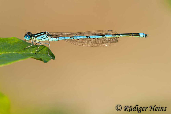 Erythromma lindenii (Pokaljungfer, Saphirauge) Männchen, 4.7.2009