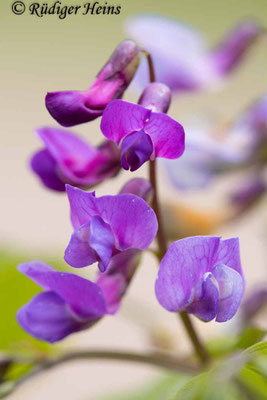 Lathyrus vernus (Frühlings-Platterbse)
