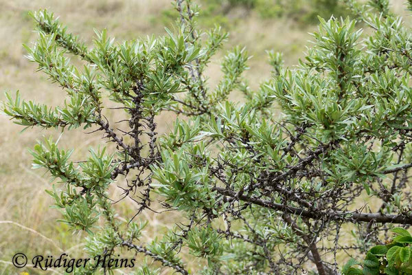 Hippophae rhamnoides (Sanddorn)