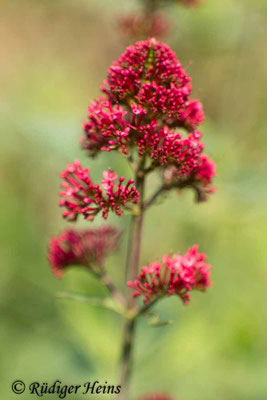 Centranthus ruber, Rote Spornblume