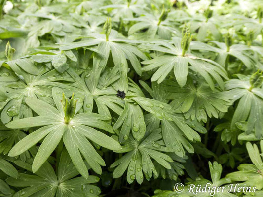 Eranthis hyemalis (Winterling), 2.4.2023