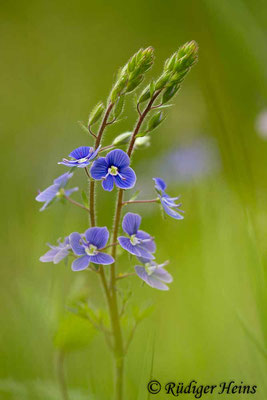 Veronica chamaedrys (Gamander-Ehrenpreis), 31.5.2019