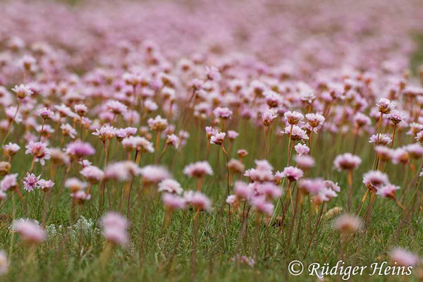 Armeria maritima (Strand-Grasnelke), 4.6.2014