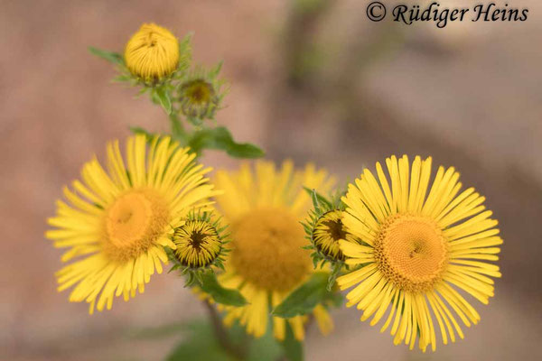 Inula britannica (Wiesen-Alant), 11.8.2023