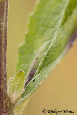 Verbascum lychnitis (Mehlige Königskerze), 20.7.2021 - Makroobjektiv 100mm f/2.8