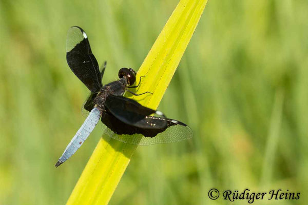 Palpopleura lucia (Lucia Widow) Männchen, 30.1.2019