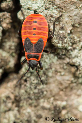 Pyrrhocoris apterus (Gemeine Feuerwanze) Nymphe, 29.7.2020