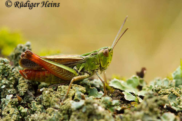 Stenobothrus lineatus (Heidegrashüpfer) Männchen, 12.9.2017