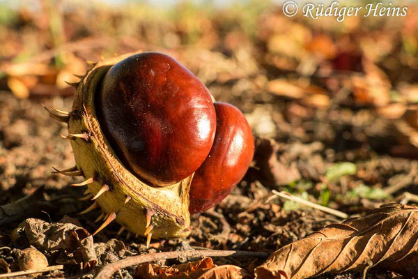 Aesculus hippocastanum (Gewöhnliche Rosskastanie), 11.10.2020