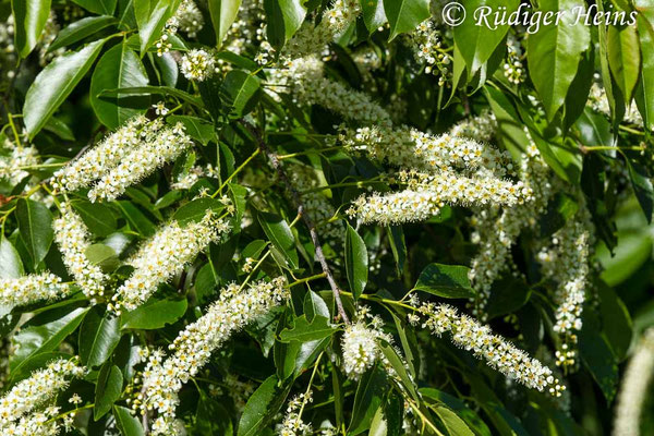 Prunus serotina (Späte Traubenkirsche)