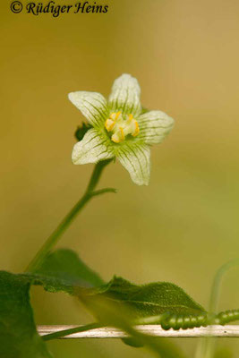 Bryonia alba (Weiße Zaunrübe), 19.9.2018