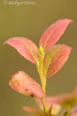 Vaccinium myrtillus (Heidelbeere), 3.11.2022