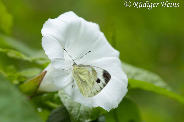 Echte Zaunwinde (Calystegia sepium), 24.7.2023 - Makroobjektiv 180mm f/3.5