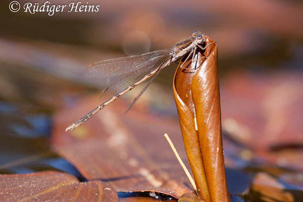 Sympecma fusca (Gemeine Winterlibelle) Männchen am Gewässer, 23.4.2020