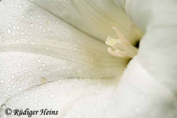 Calystegia sepium (Echte Zaunwinde), 26.6.2009