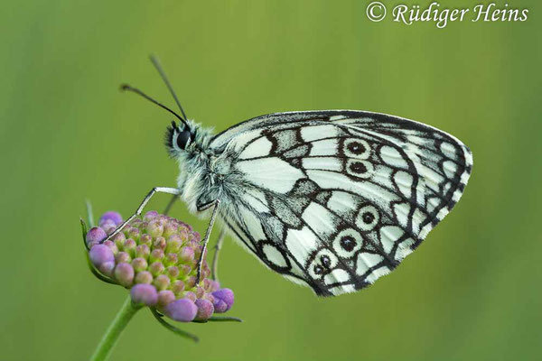 Melanargia galathea (Schachbrett oder Damenbrett), 1.7.2016