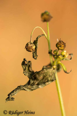 Galinsoga parviflora (Kleinblütiges Franzosenkraut)