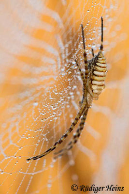 Argiope trifasciata, 20.6.2016