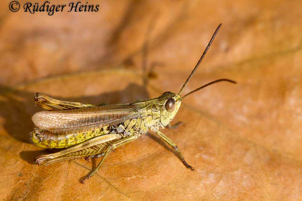 Chorthippus apricarius (Feldgrashüpfer) Männchen, 23.9.2017