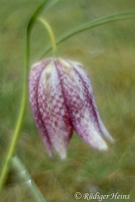 Fritillaria meleagris (Schachblume), 29.4.2021