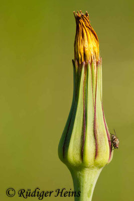 Tragopogon pratensis (Wiesen-Bocksbart)