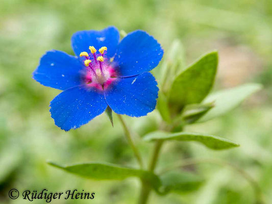 Anagallis foemina (Blauer Gauchheil), 26.3.2024