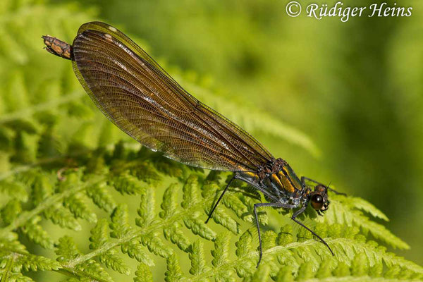 Blauflügel-Prachtlibelle (Calopteryx virgo) Weibchen, 4.7.2023 - Makroobjektiv 180mm f/3.5