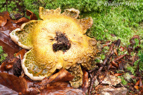 Scleroderma citrinum (Kartoffelbovist), 19.2.2012