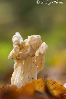 Helvella crispa (Herbst-Lorchel), 23.10.2021