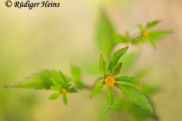 Bidens frondosus (Schwarzfrüchtiger Zweizahn)